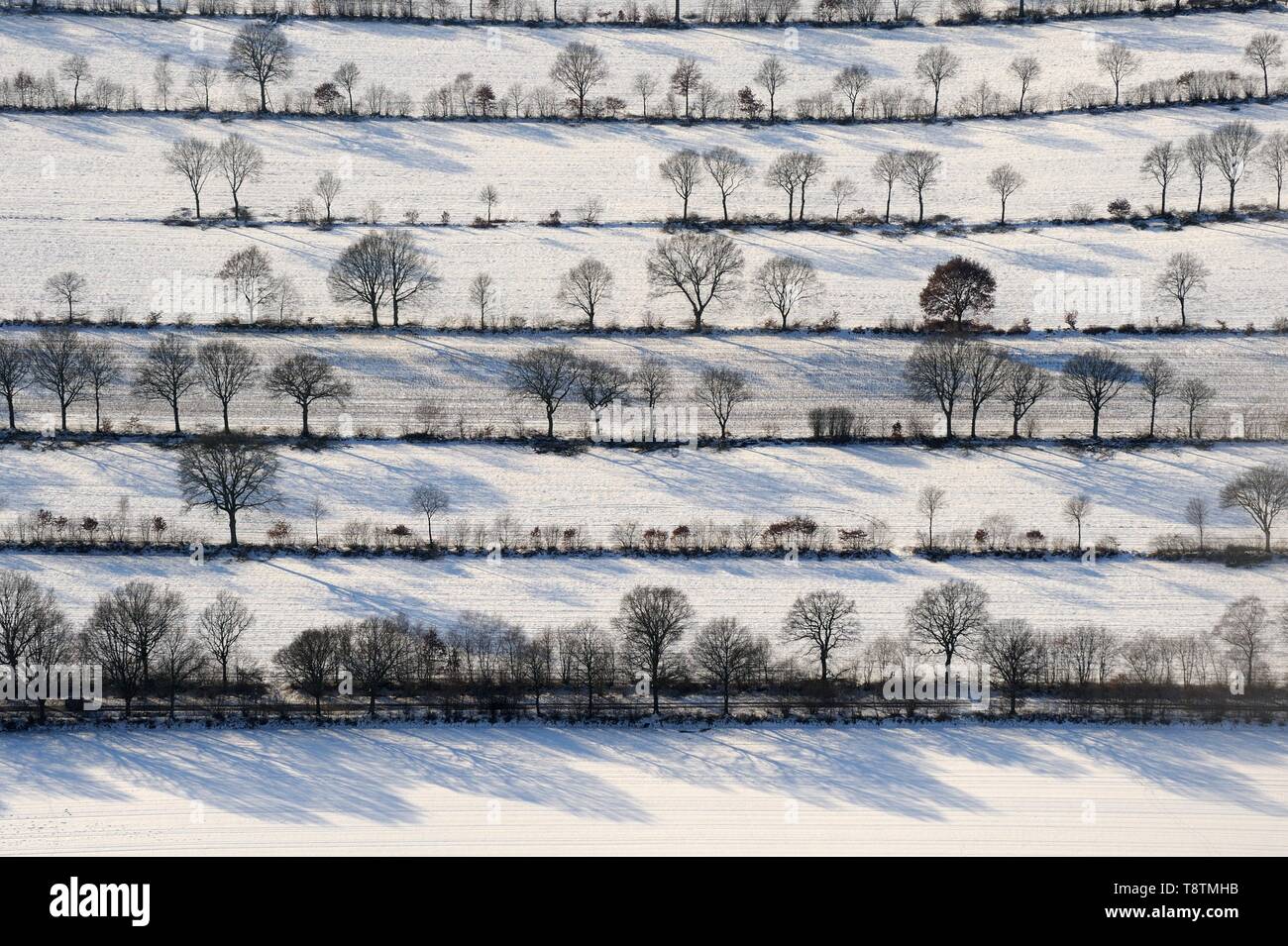 De buissons et d'arbres en rangées, paysage d'hiver, Schleswig Holstein, Allemagne Banque D'Images