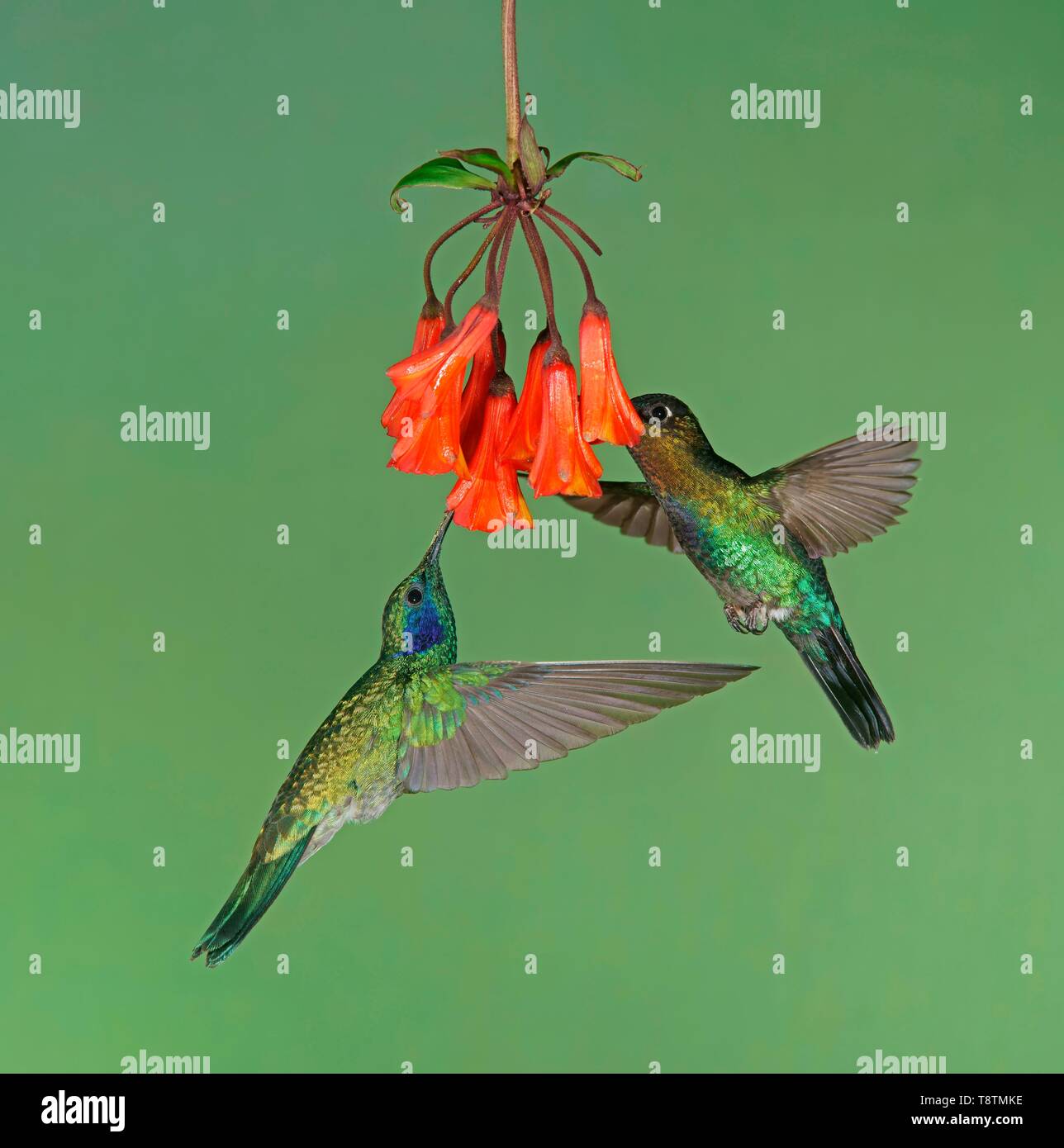 Colibri thalassinus mexicain (violetear) et Fiery colibri à gorge rubis (Panterpe insignis) en vol, boire le nectar de fleur rouge, Costa Rica Banque D'Images