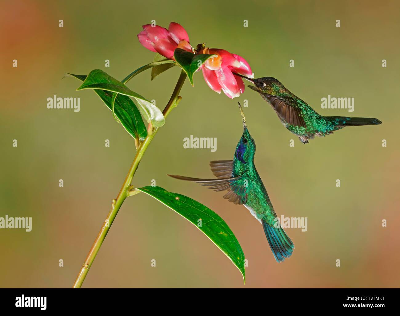 Colibri thalassinus mexicain (violetear) et Fiery colibri à gorge rubis (Panterpe insignis) en vol, boire le nectar de fleurs roses, Costa Rica Banque D'Images