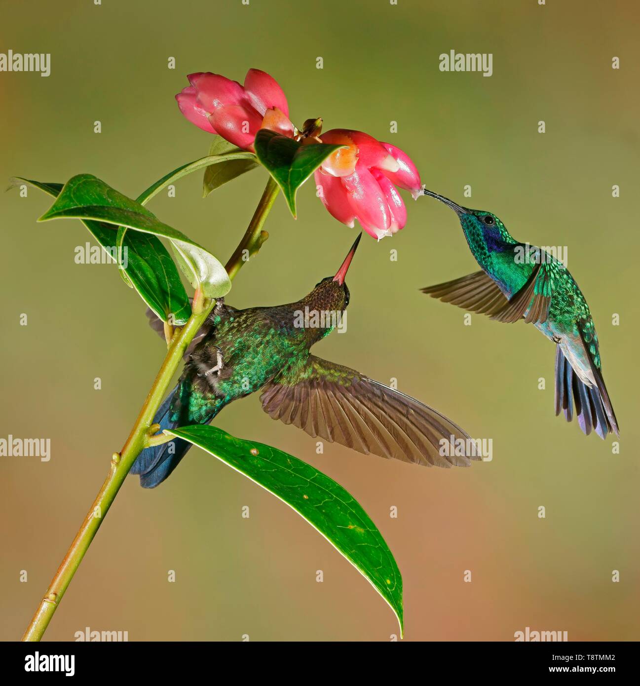 Colibri thalassinus mexicain (violetear) et Fiery colibri à gorge rubis (Panterpe insignis) en vol, boire le nectar de fleurs roses, Costa Rica Banque D'Images