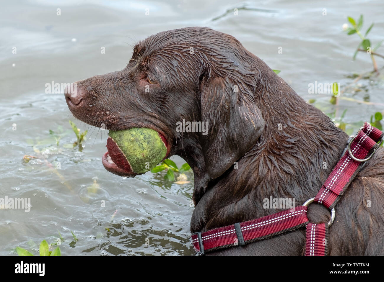 Profil d'un jeune laboratoire chocolat qui aime jouer fetch avec sa balle dans l'étang. Banque D'Images