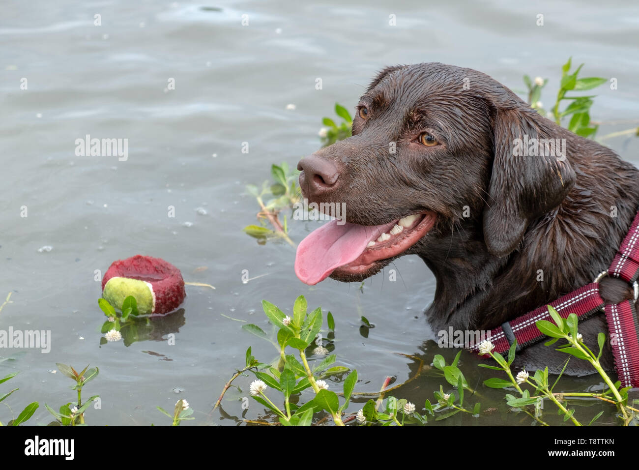 Un jeune laboratoire chocolat attend patiemment de récupérer avec sa balle dans l'étang. Banque D'Images