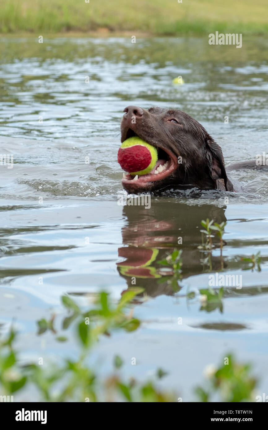 Un jeune laboratoire chocolat aime jouer fetch avec sa balle dans l'étang. Banque D'Images