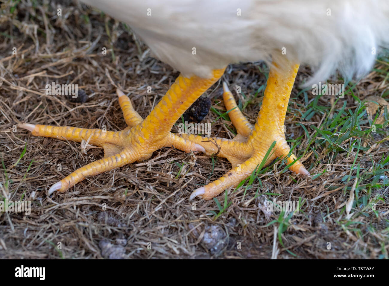 Poulet jaune pieds sur terre Banque D'Images
