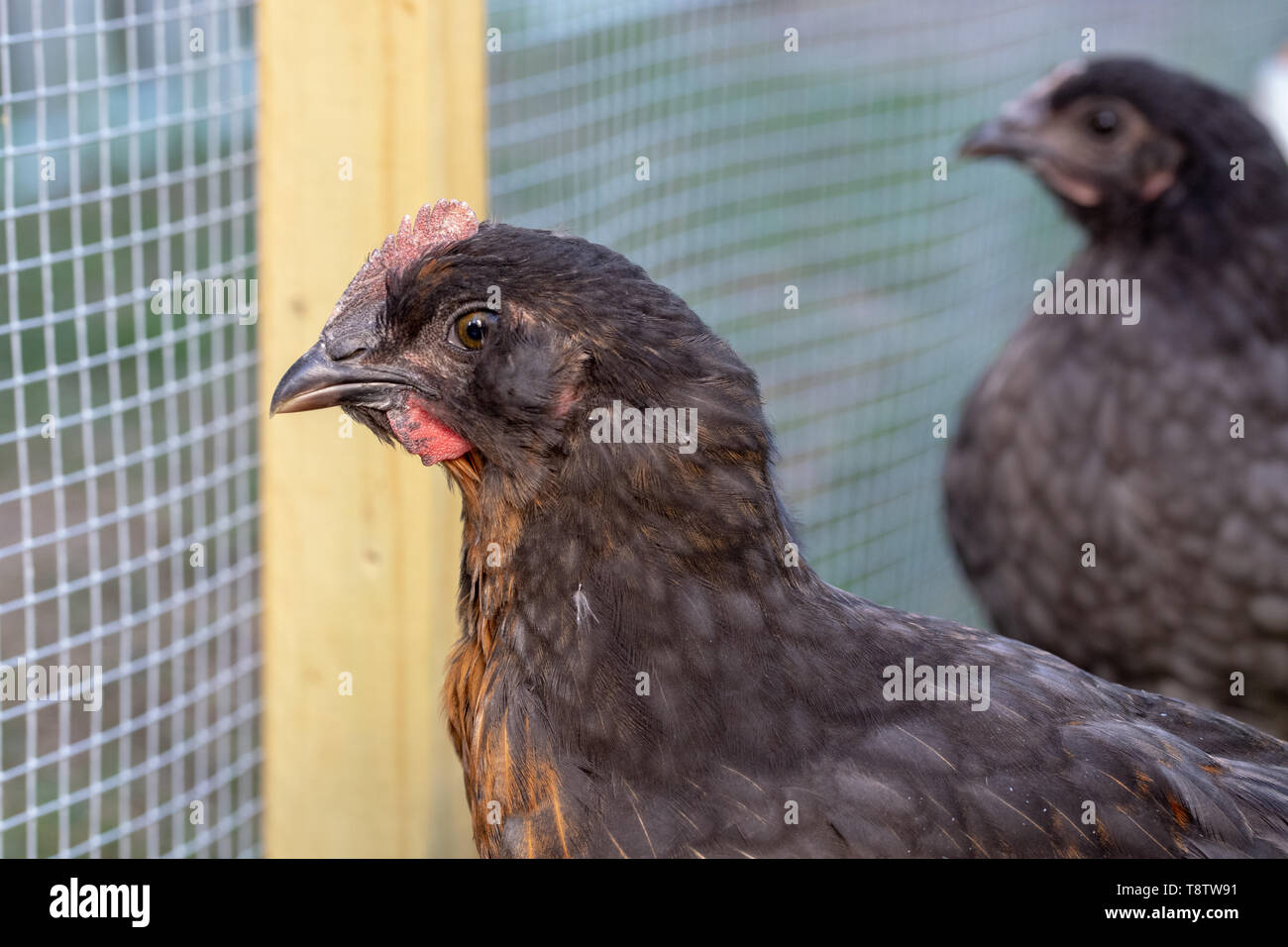 Poulettes et coquelets en cage de poulet d'arrière-cour Banque D'Images