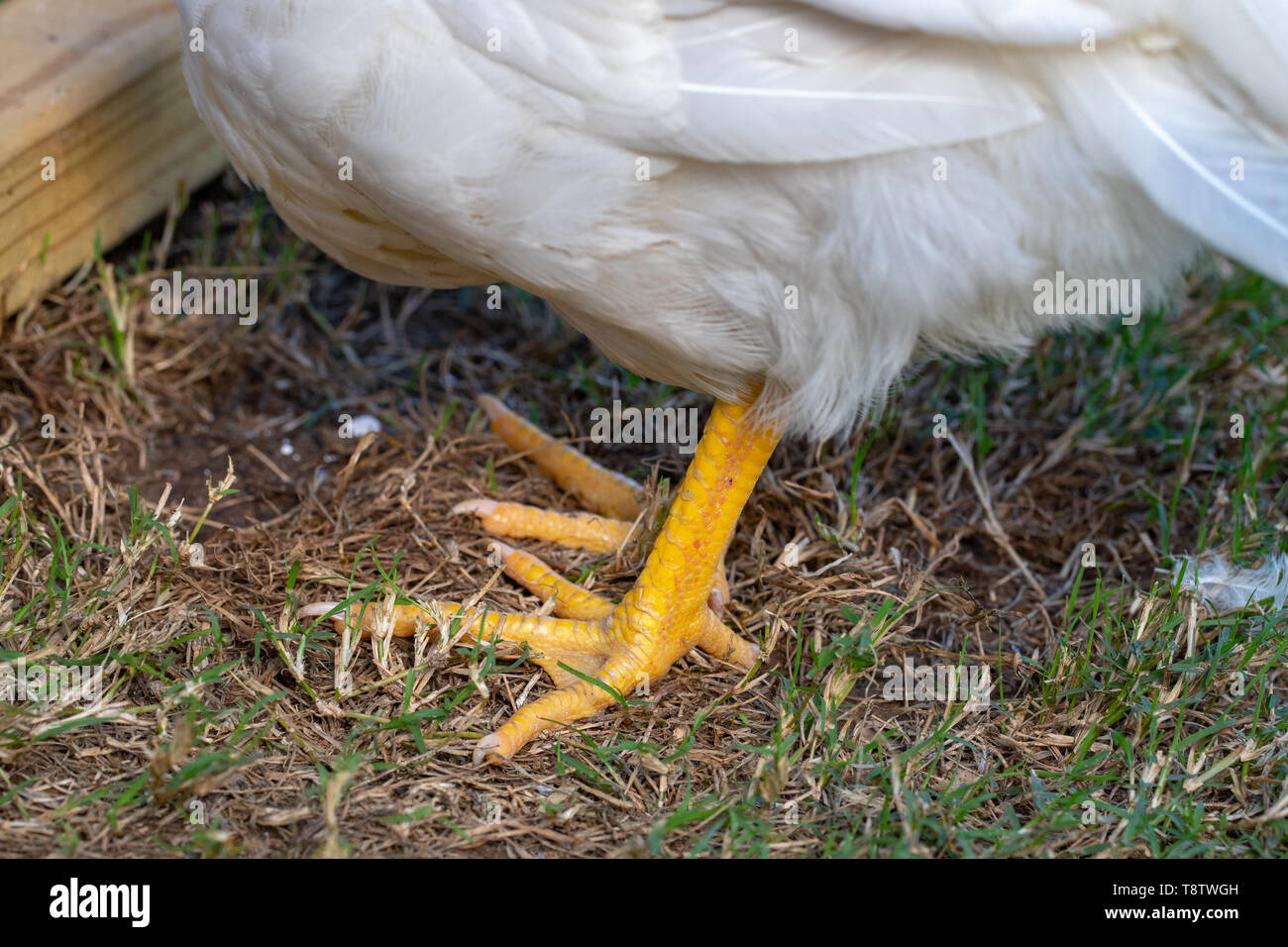 De jeunes pieds jaune blanc de poulet Banque D'Images