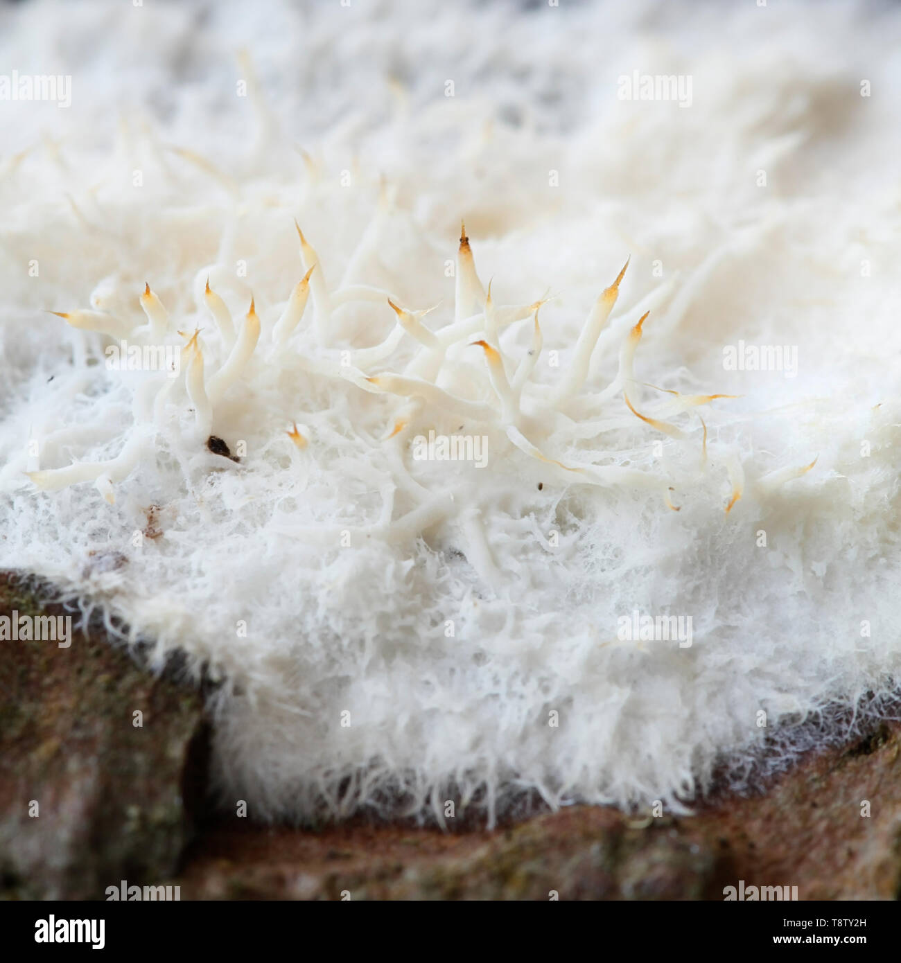 Image de Phlebiopsis gigantea, un agent de lutte biologique contre la pourriture des racines annosum Banque D'Images