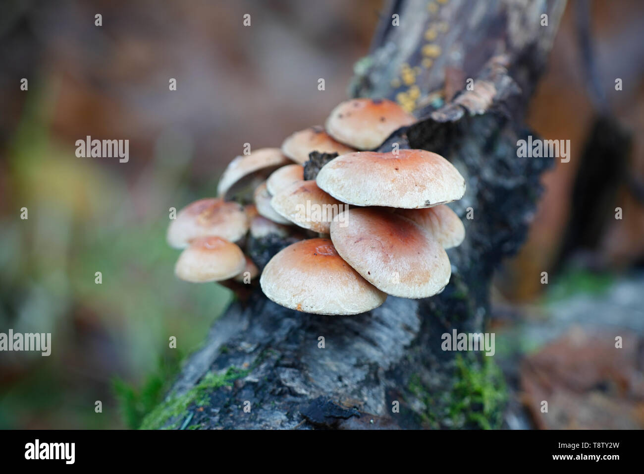 Hypholoma lateritium, connu sous le nom de la brique et brique tuft champignon, champignon sauvage de la Finlande Banque D'Images