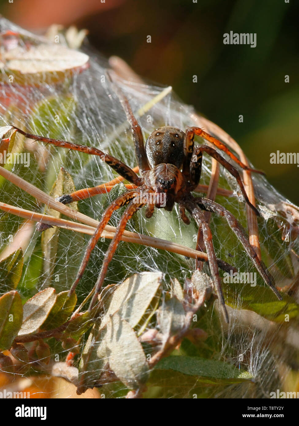 Araignée Dolomedes fimbriatus, radeau, une femelle garde nest Banque D'Images