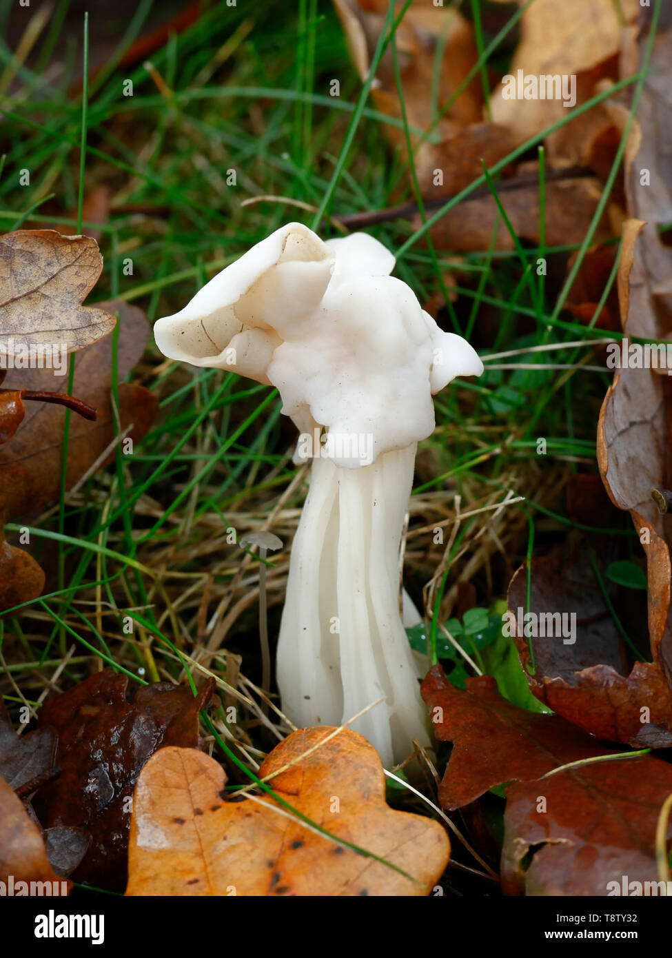 Helvella crispa, connu sous le nom de white elfin saddle, wlid de Finlande de champignons Banque D'Images Helvella crispa, connu sous le nom de white elfin saddle, wlid de Finlande de champignons Banque D'Images