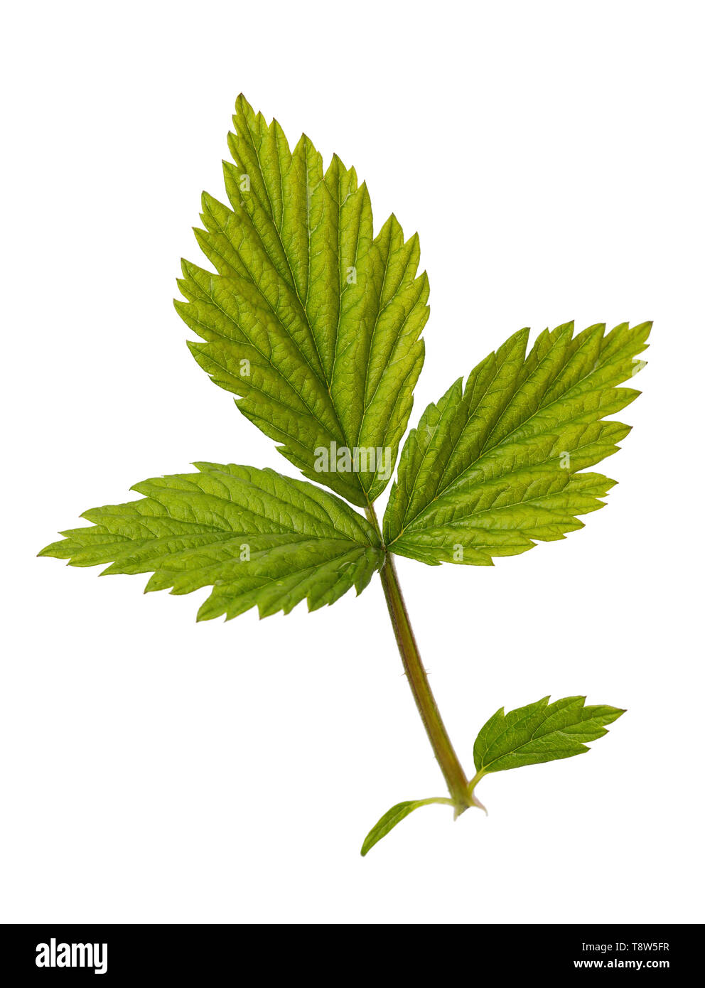 Feuille de framboise bloom isolé sur fond blanc Banque D'Images