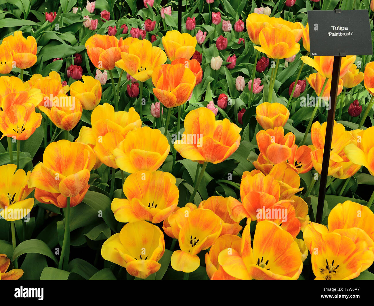 Photographié dans le parc de Keukenhof show tulip avril 2019, densément planté tulip Paintbrush fait un affichage à deux couleurs vives Banque D'Images