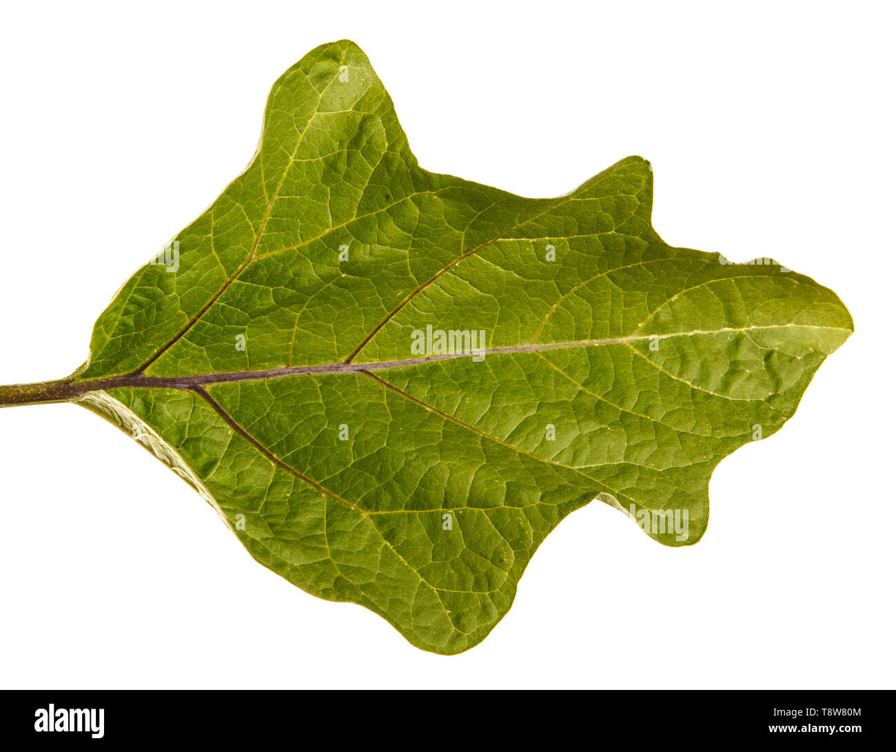 Feuille verte d'aubergine bush. Isolated on white Banque D'Images