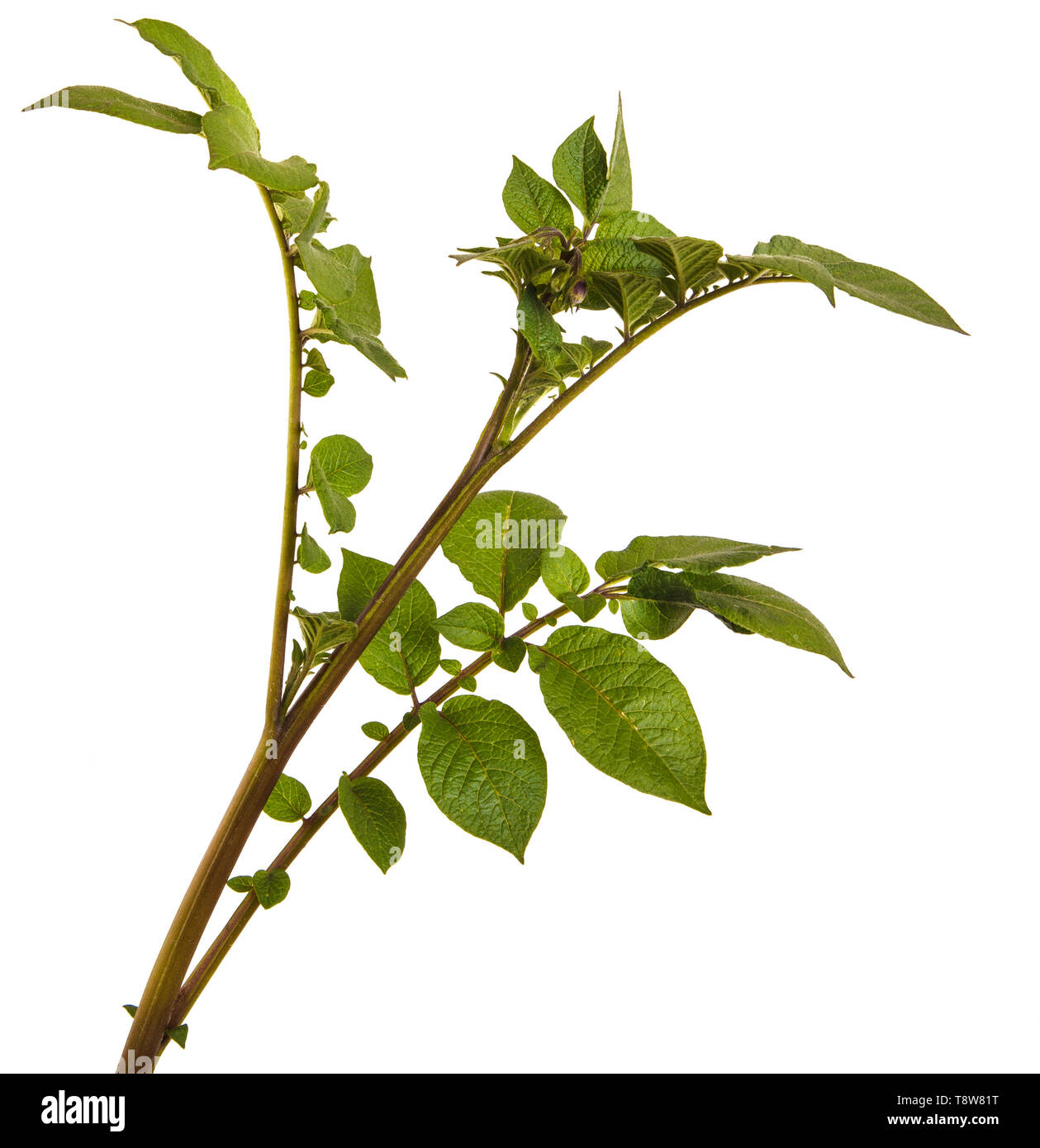Partie d'une pomme de terre bush avec des feuilles vertes. Isolated on white Banque D'Images