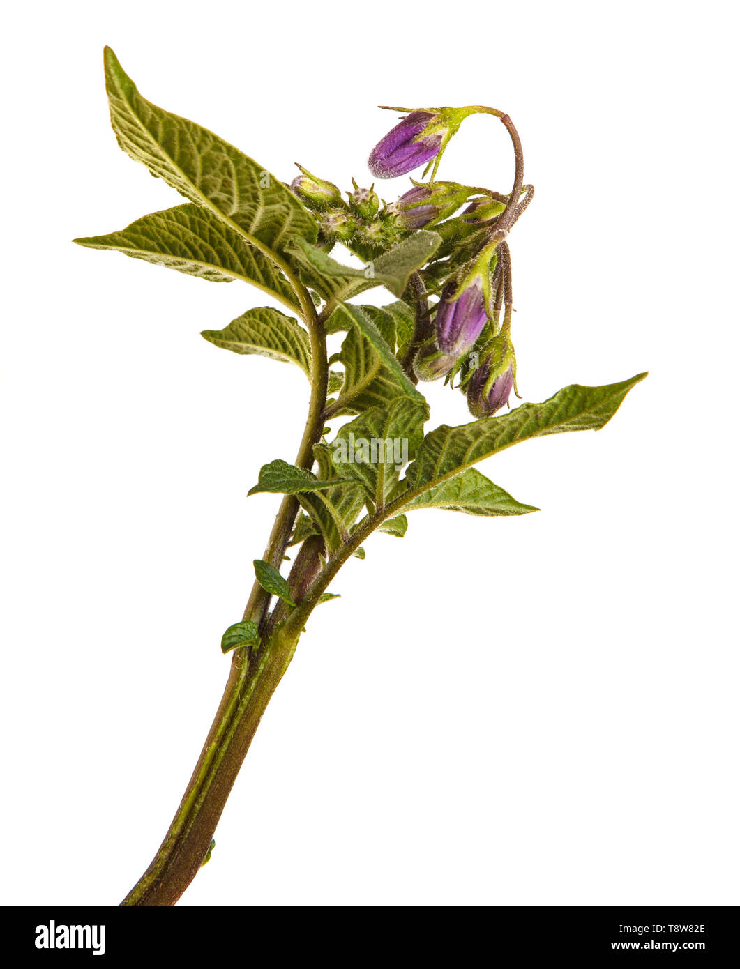 Partie d'une pomme de terre bush avec des feuilles vertes. Isolated on white Banque D'Images