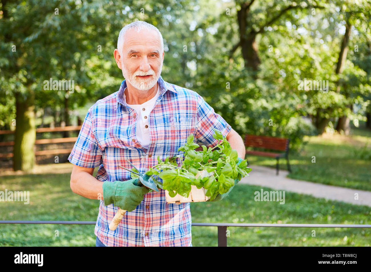 Les cadres supérieurs comme un passe-temps avec jardinier un panier de basilic et outils de jardin en été Banque D'Images