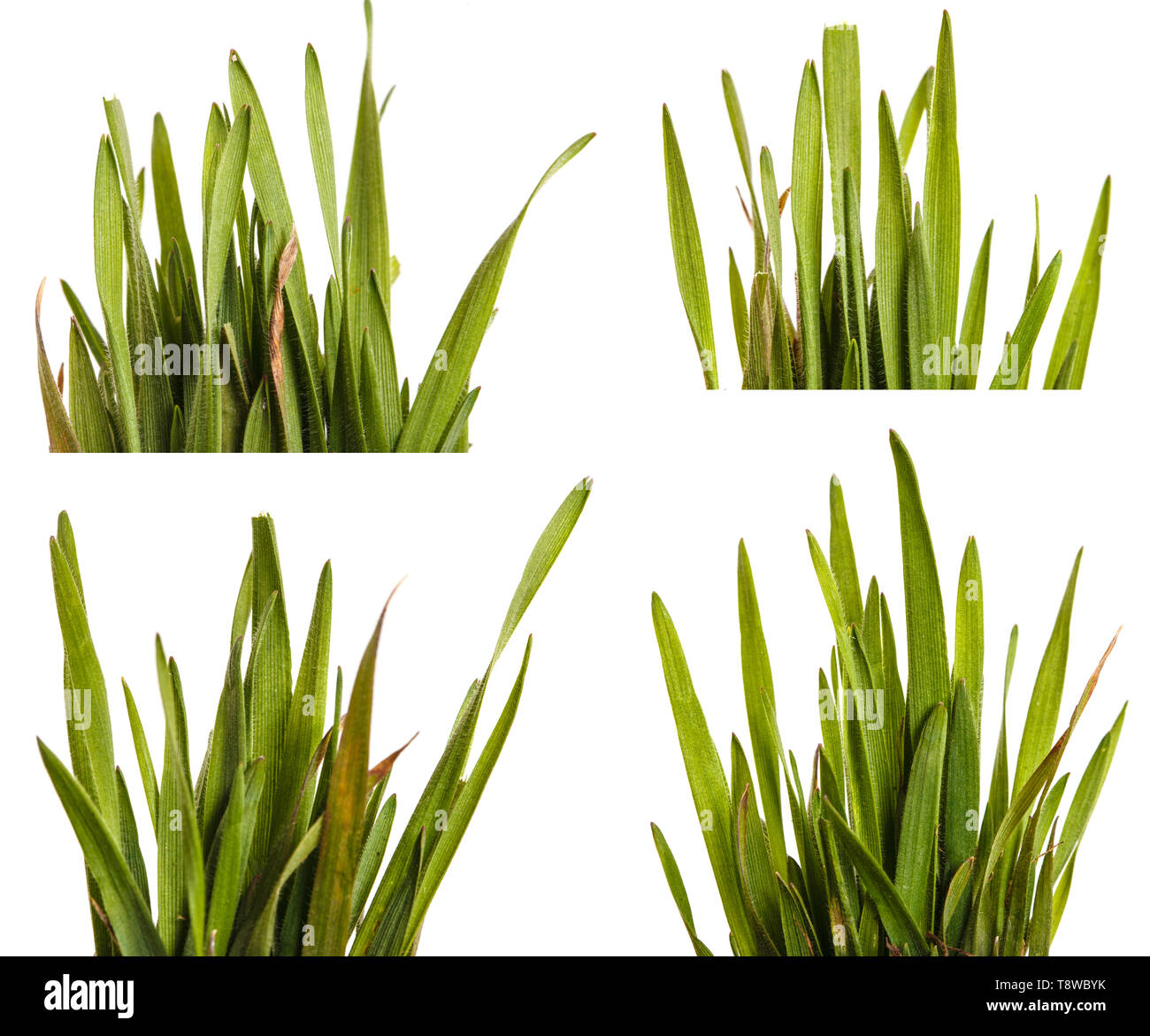 L'herbe verte pelouse isolé sur blanc. Set Banque D'Images