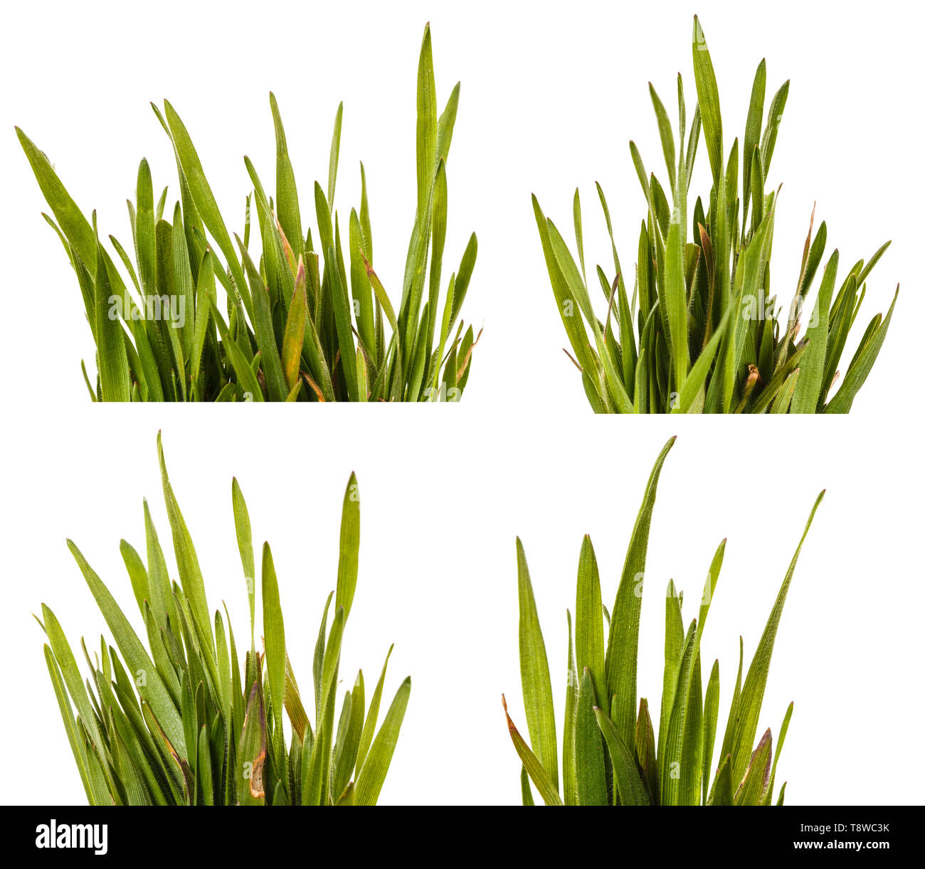 L'herbe verte pelouse isolé sur blanc. Set Banque D'Images