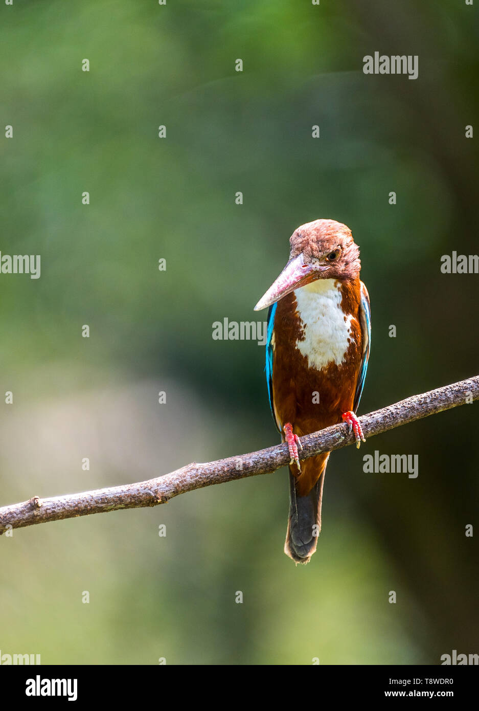 White-throated kingfisher (Halcyon smyrnensis) perché Banque D'Images