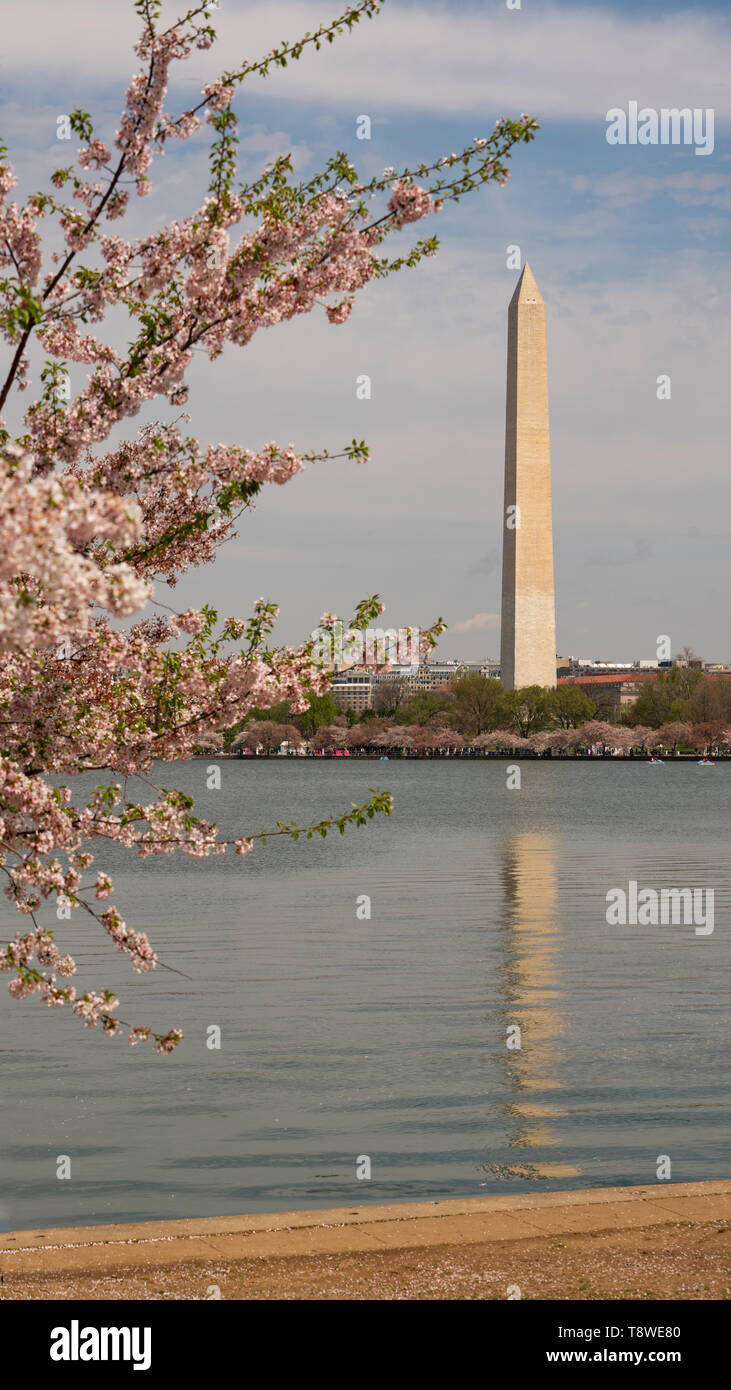 Une ouverture entre les arbres permet une vue sur le Washington Monument dans le District de Columbia Banque D'Images