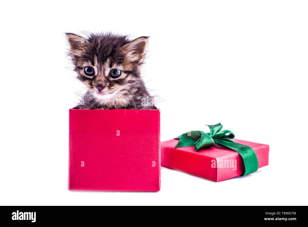 Petit Chaton tabby en rouge boîte-cadeau avec un arc Banque D'Images