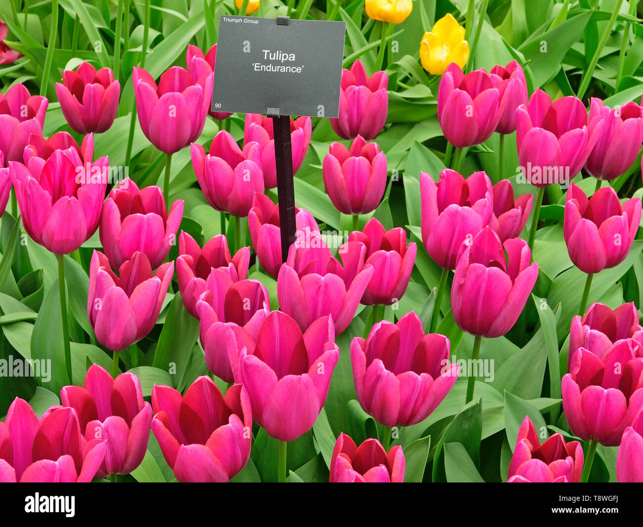 Photographié dans le parc de Keukenhof show tulip avril 2019, densément planté tulip prend une couleur rose vif Banque D'Images