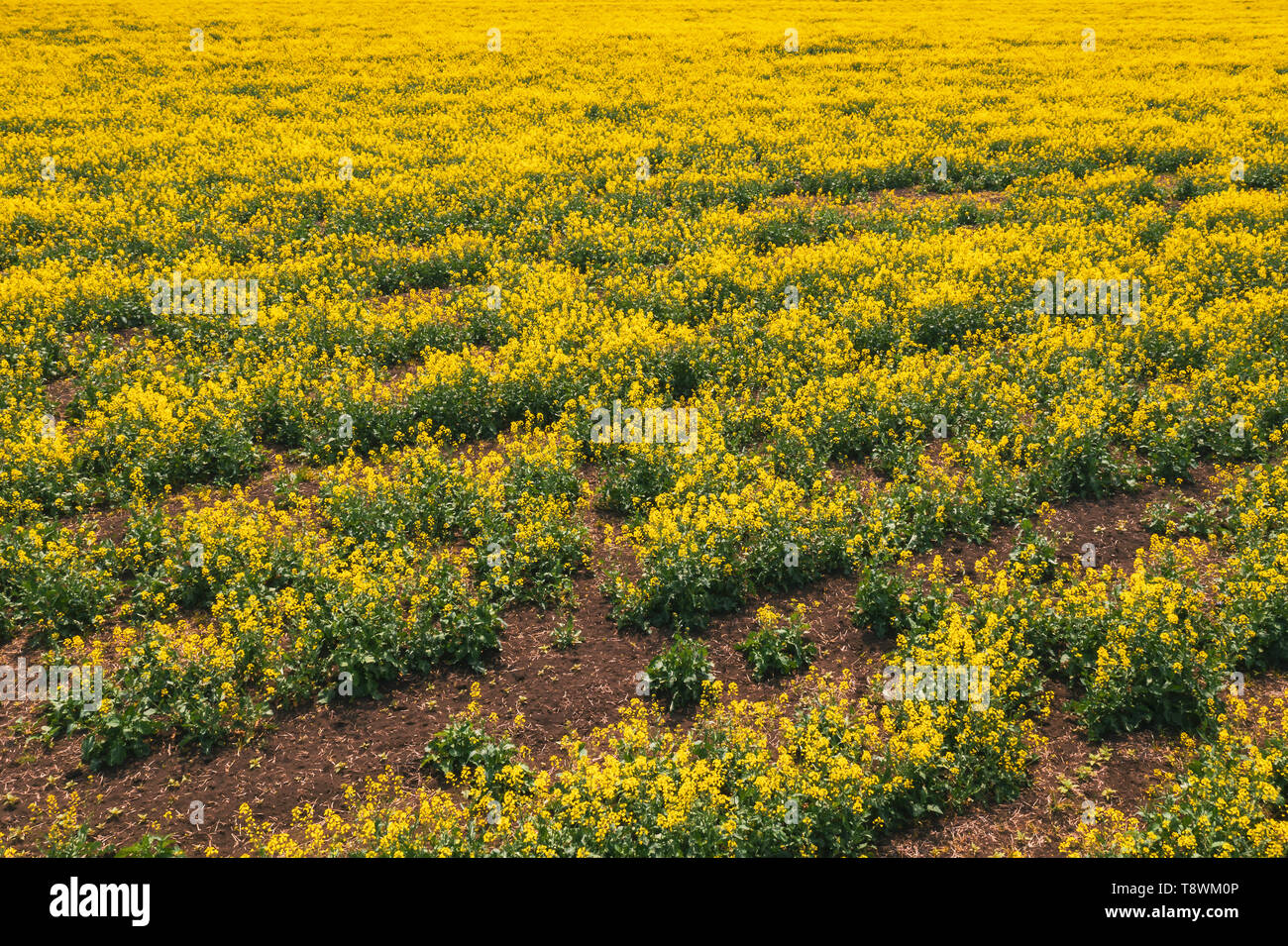 Vue aérienne du champ de colza canola en mauvais état à cause de la sécheresse, l'aridité du climat et de la saison Banque D'Images