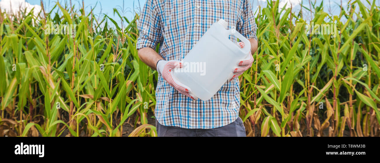 Agriculteur détenant des pesticides non verseuse en champ, agronome recommande d'herbicide pour le maïs de la protection des cultures, des maquettes Banque D'Images