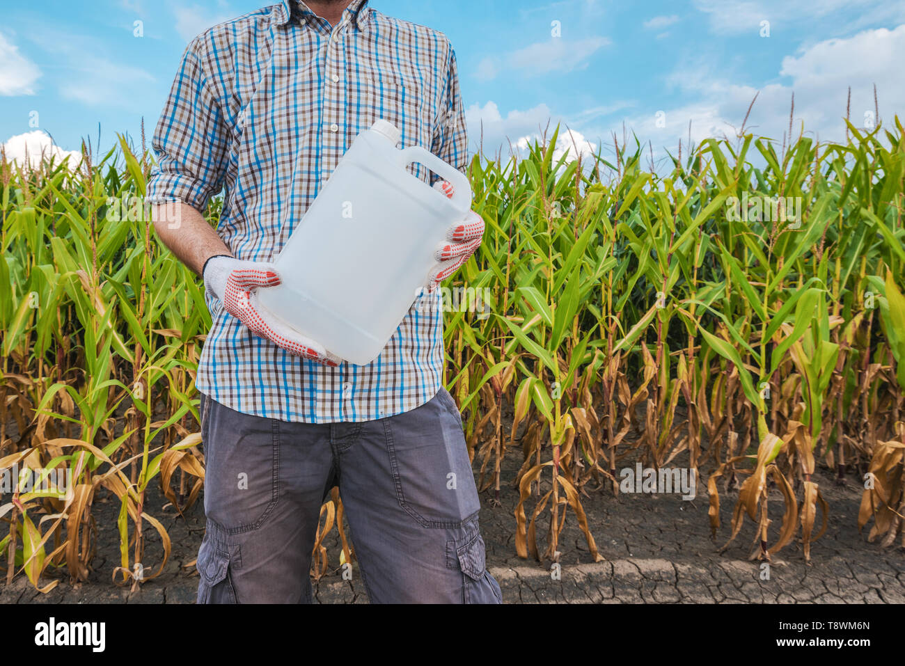 Agriculteur détenant des pesticides non verseuse en champ, agronome recommande d'herbicide pour le maïs de la protection des cultures, des maquettes Banque D'Images