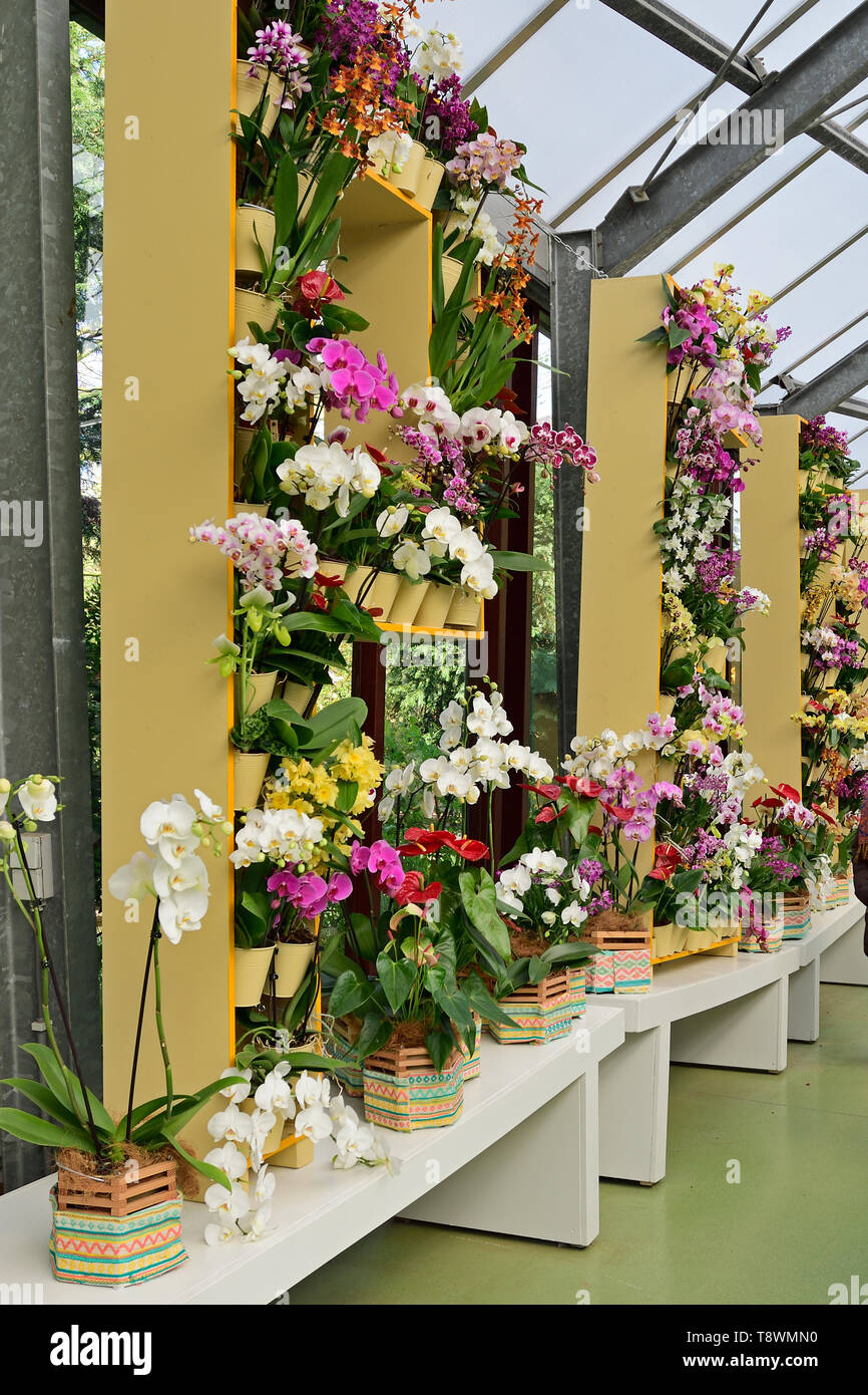 Photographié dans la plante orchidée afficher dans le parc de Keukenhof Lisse Pays-bas Avril 2019 Banque D'Images