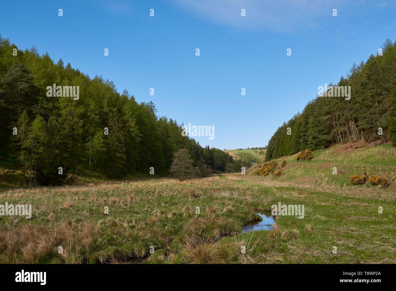 Dans la vallée de l'Quharity avec le petit brûlage circulant sur le plat de la vallée, et de pins qui couvrent la colline. Angus (Écosse). Banque D'Images