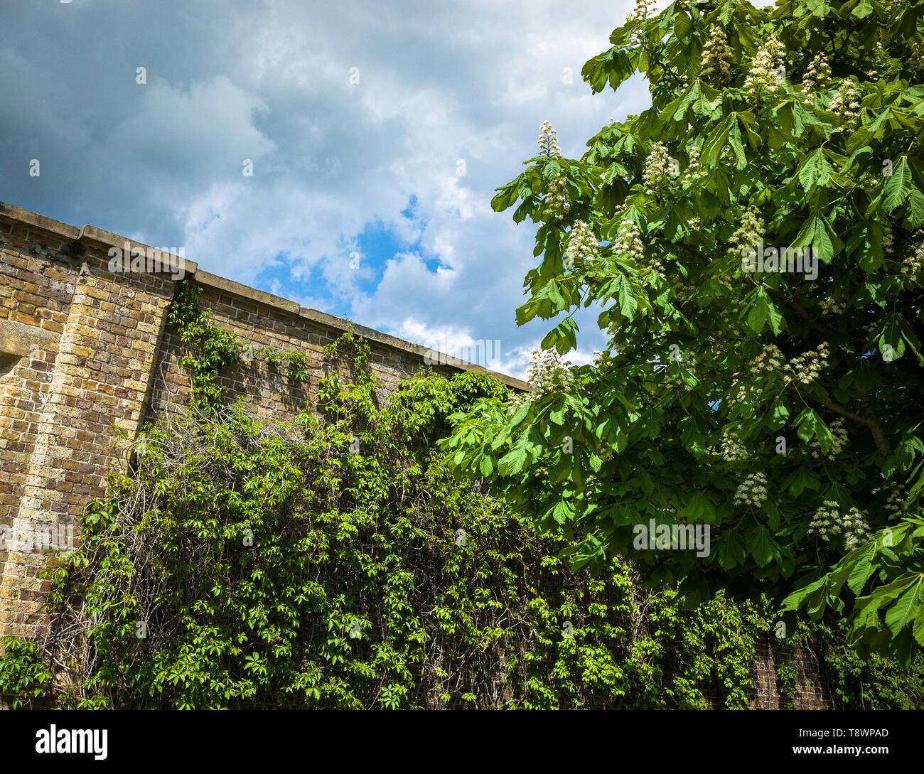 Vigne verte et marron sur un vieux mur de jardin avec des ciels orageux. Banque D'Images