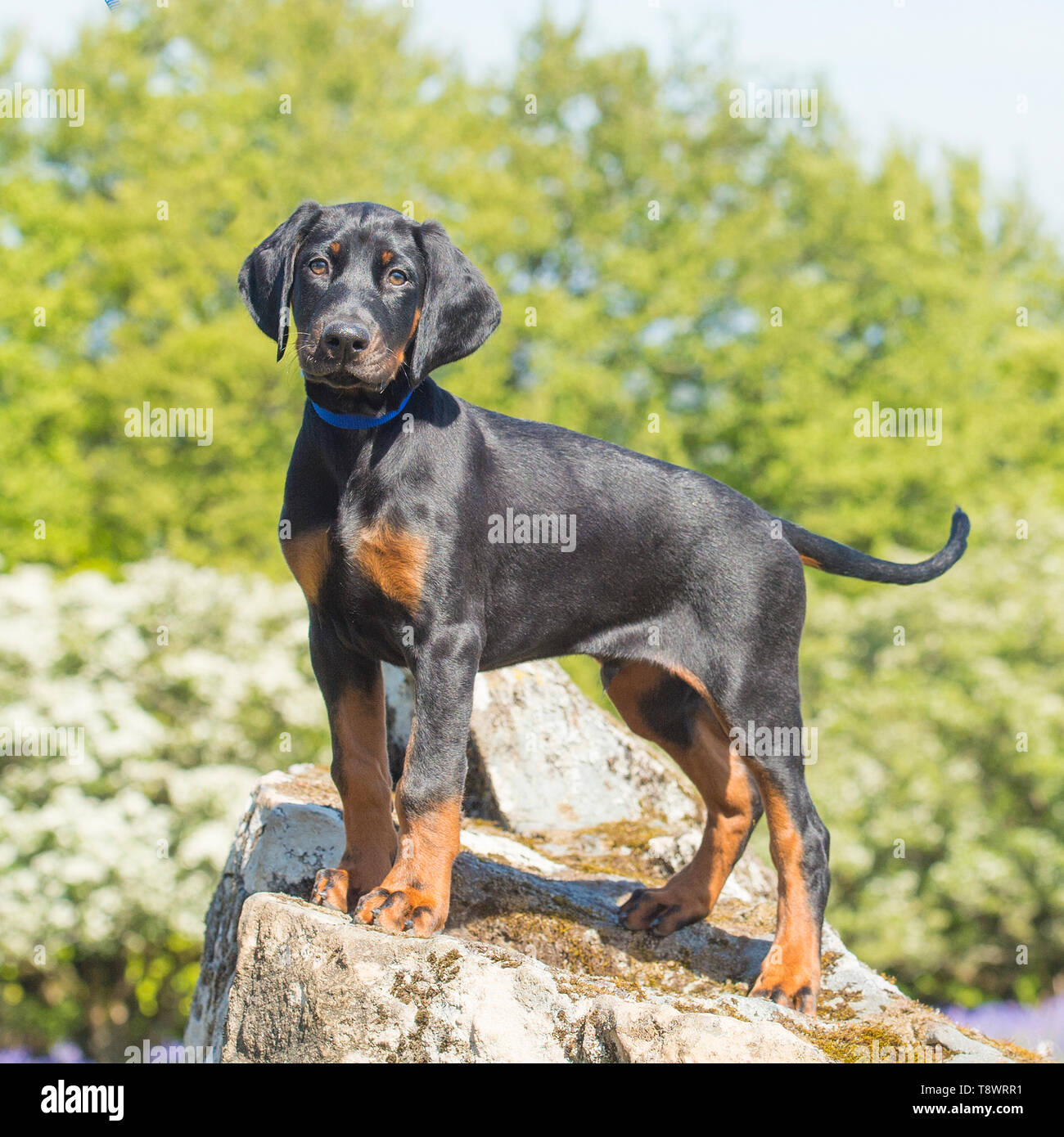 Chiot dobermann Banque D'Images