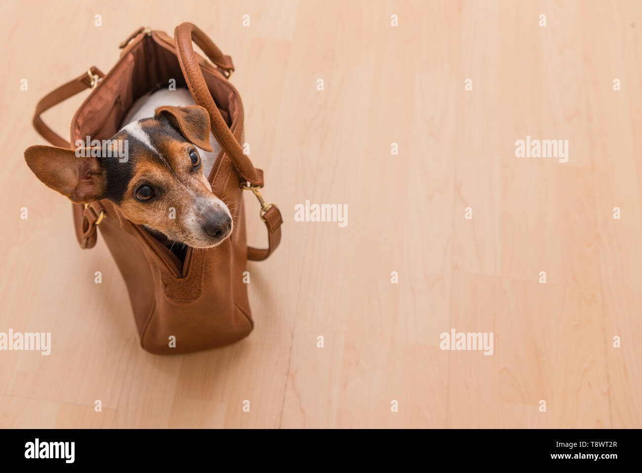 Peu mignon chien se trouve dans un sac à main marron et à l'avant - Jack Russell Terrier Banque D'Images