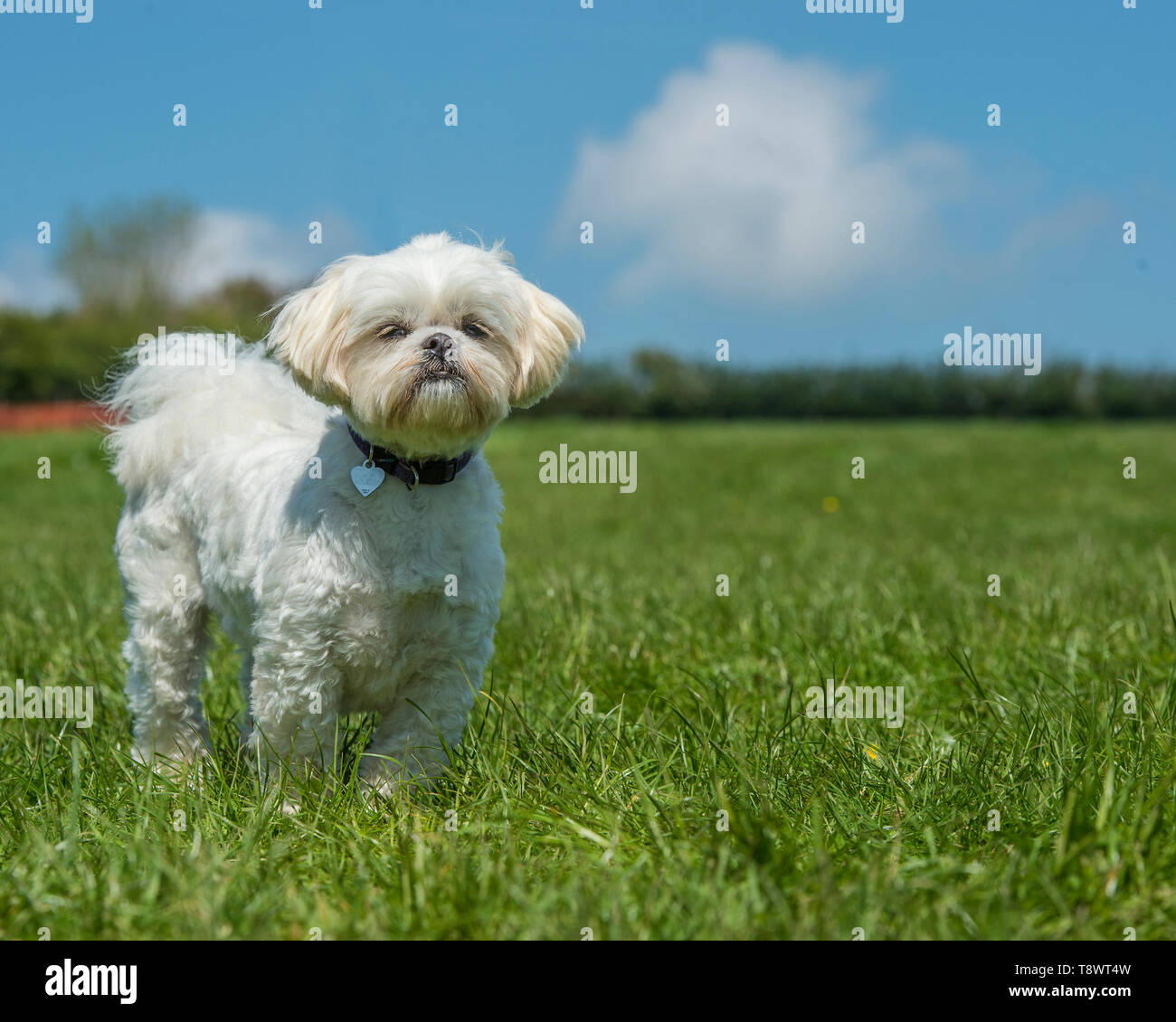 chien Shih tzu Banque D'Images