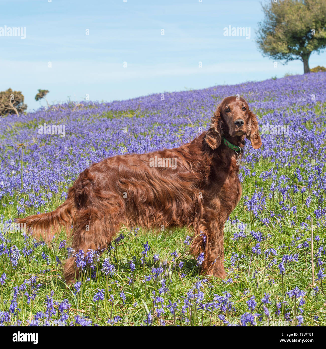 Setter irlandais Banque D'Images
