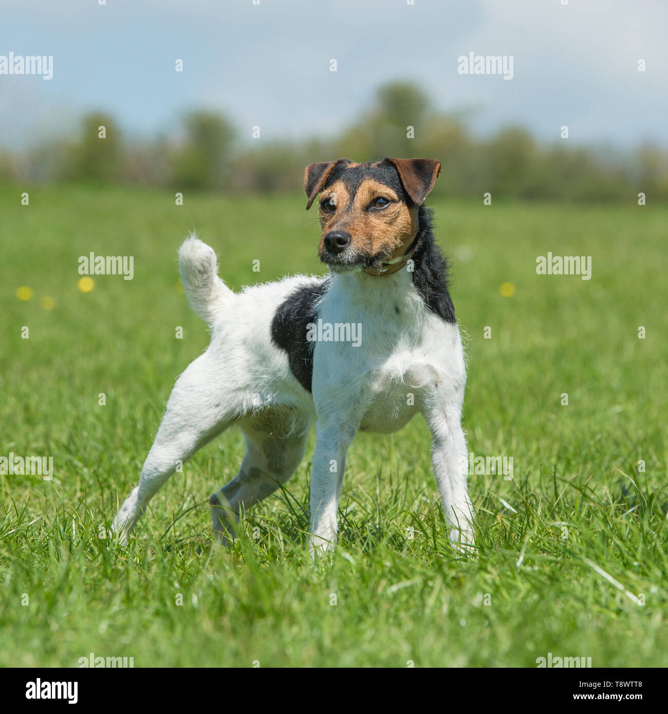 Jack Russell Terrier dog Banque D'Images