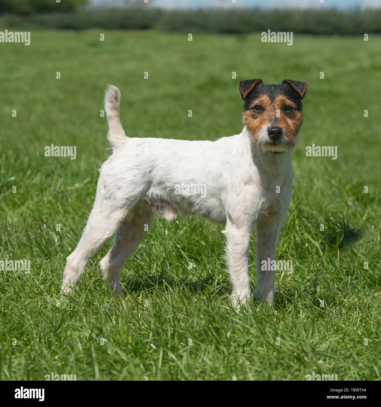 Jack Russell Terrier dog Banque D'Images