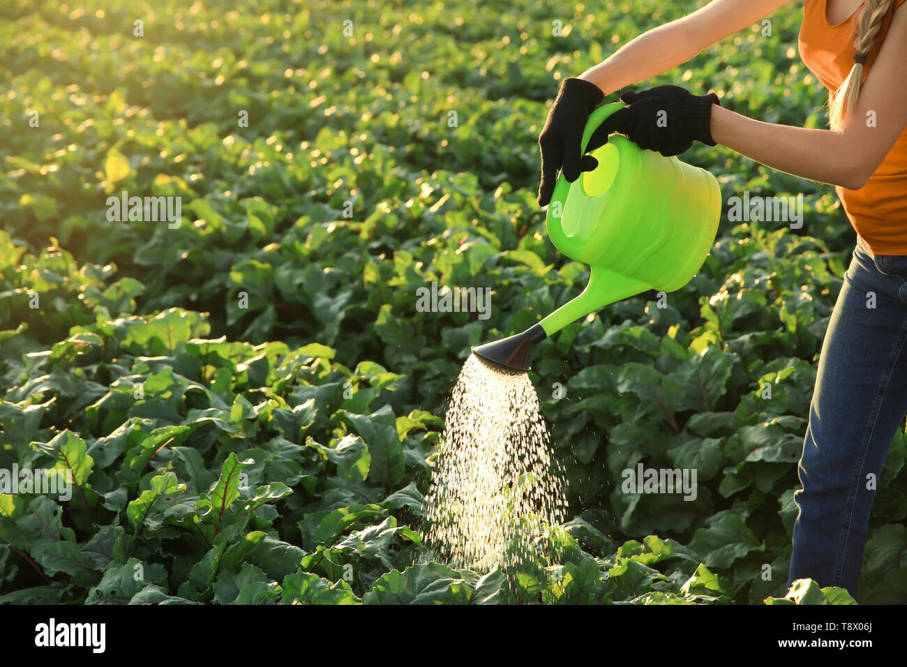 Female farmer watering plants in field Banque D'Images