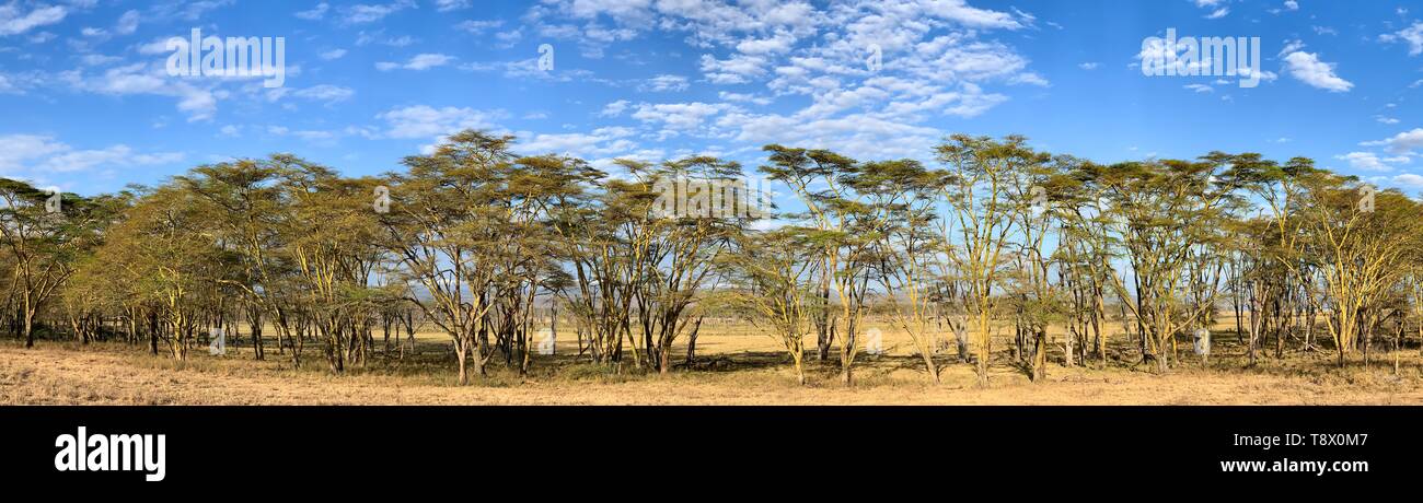 Un panorama de la fièvre des arbres, Vachellia xanthophloea, au Parc National du lac Nakuru. Ces arbres poussent jusqu'à 25 mètres de hauteur. Paysage panoramique d'été wit Banque D'Images