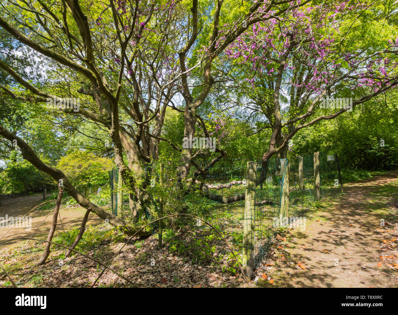 Une rare (arbre de Judée, Cercis siliquastrum) entouré d'une clôture de protection au printemps à Highdown Gardens, West Sussex, Angleterre, Royaume-Uni. Banque D'Images
