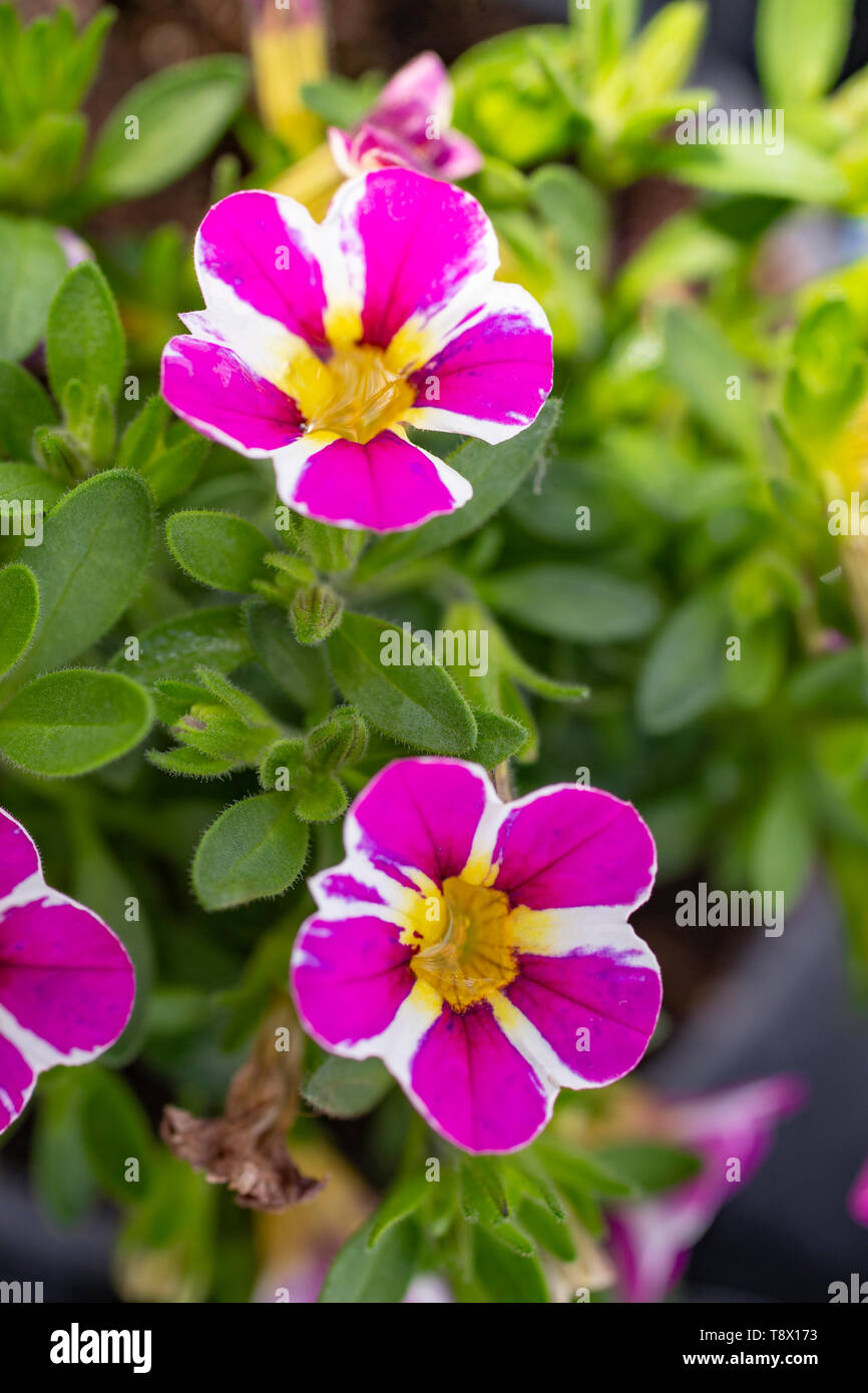 'Pink Star' Calibrachoa Calita Série Compact Banque D'Images
