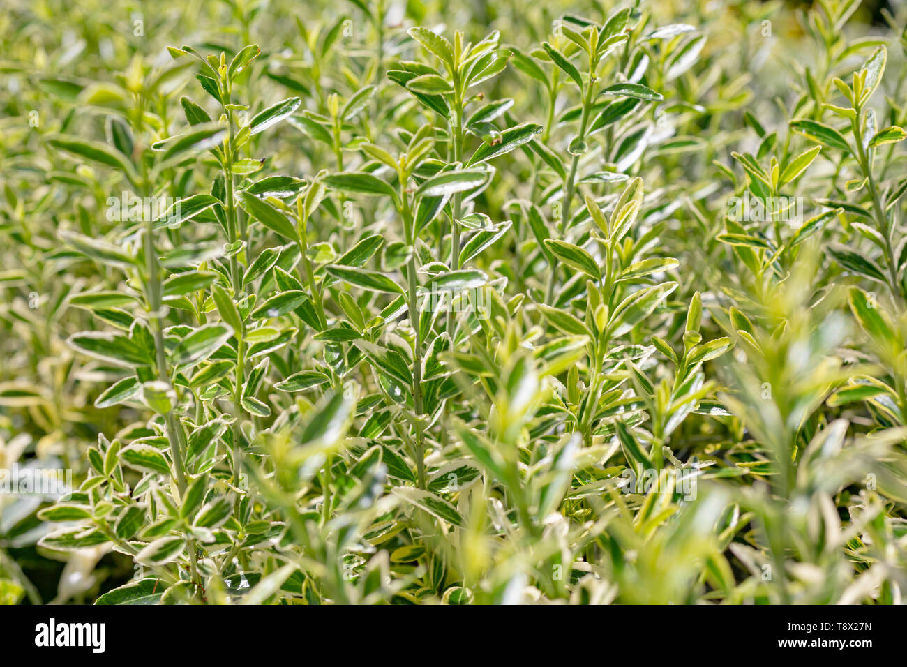 Euonymus japonicus 'Microphyllus Albovariegatus' Banque D'Images