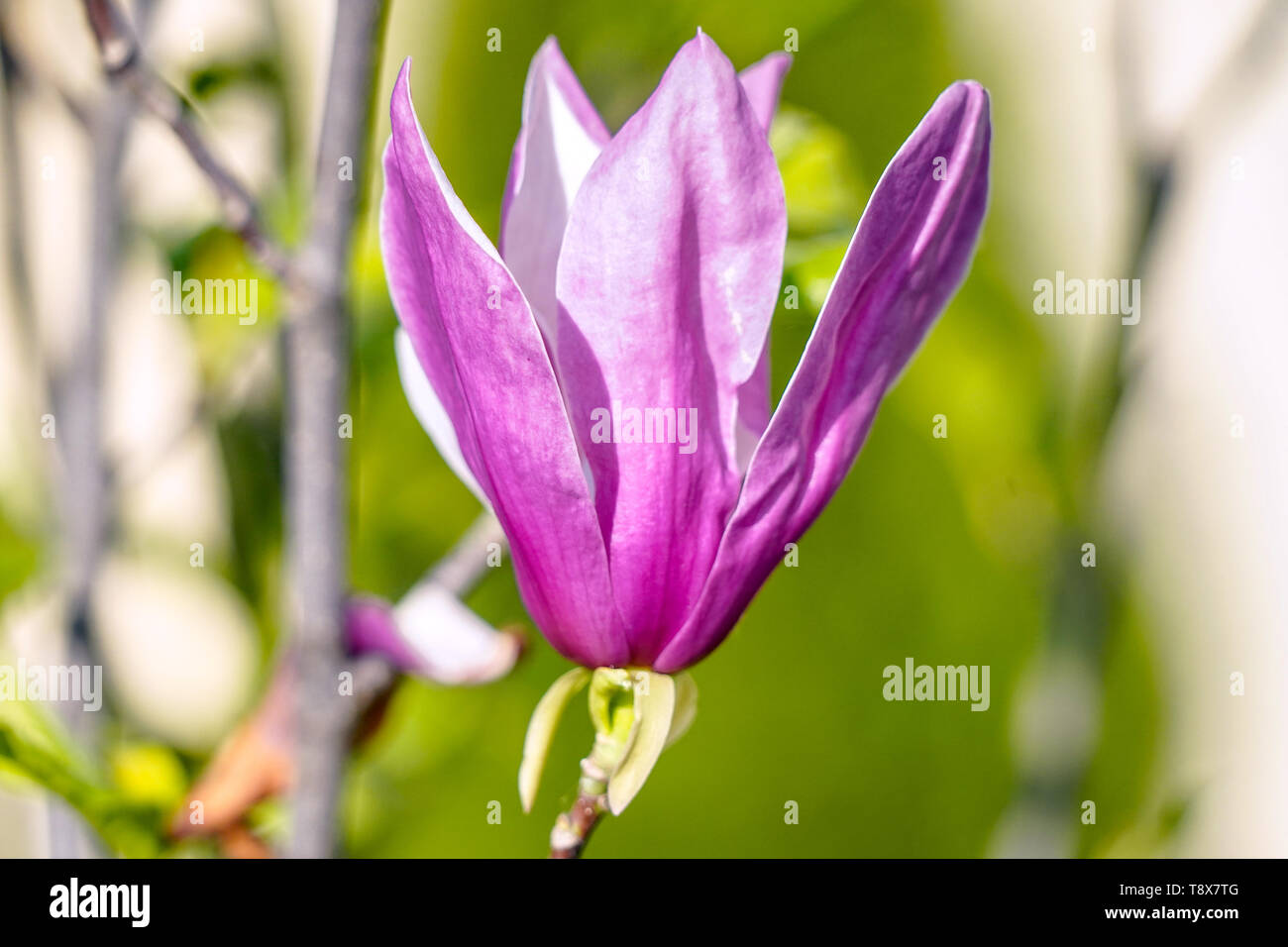 Magnolia blossom Banque D'Images