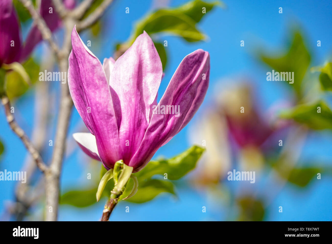Magnolia blossom Banque D'Images