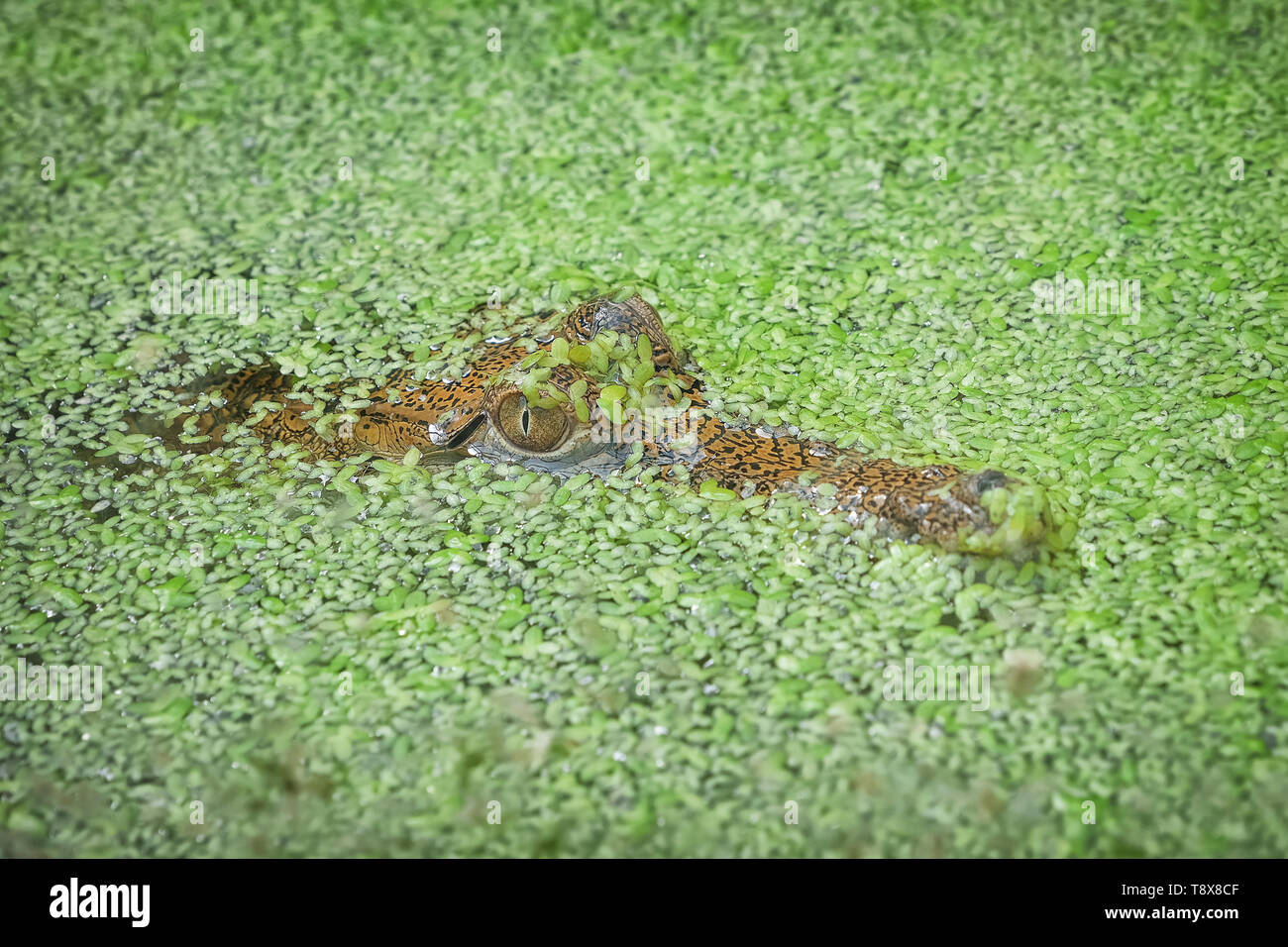 Petit étang en crocodile Banque D'Images