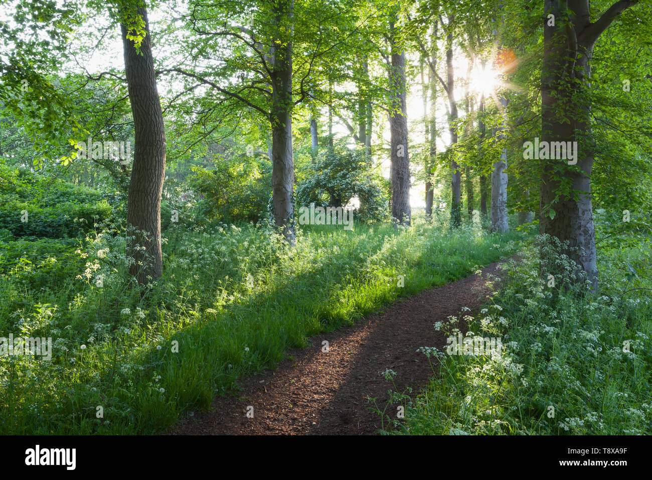 Barton-upon-Humber, Nord du Lincolnshire, au Royaume-Uni. 15 mai, 2019. Météo France : Early morning light parmi les hêtres dans Baysgarth Park au printemps. Barton-upon-Humber, Nord du Lincolnshire, au Royaume-Uni. 15 mai, 2019. Credit : LEE BEEL/Alamy Live News Banque D'Images