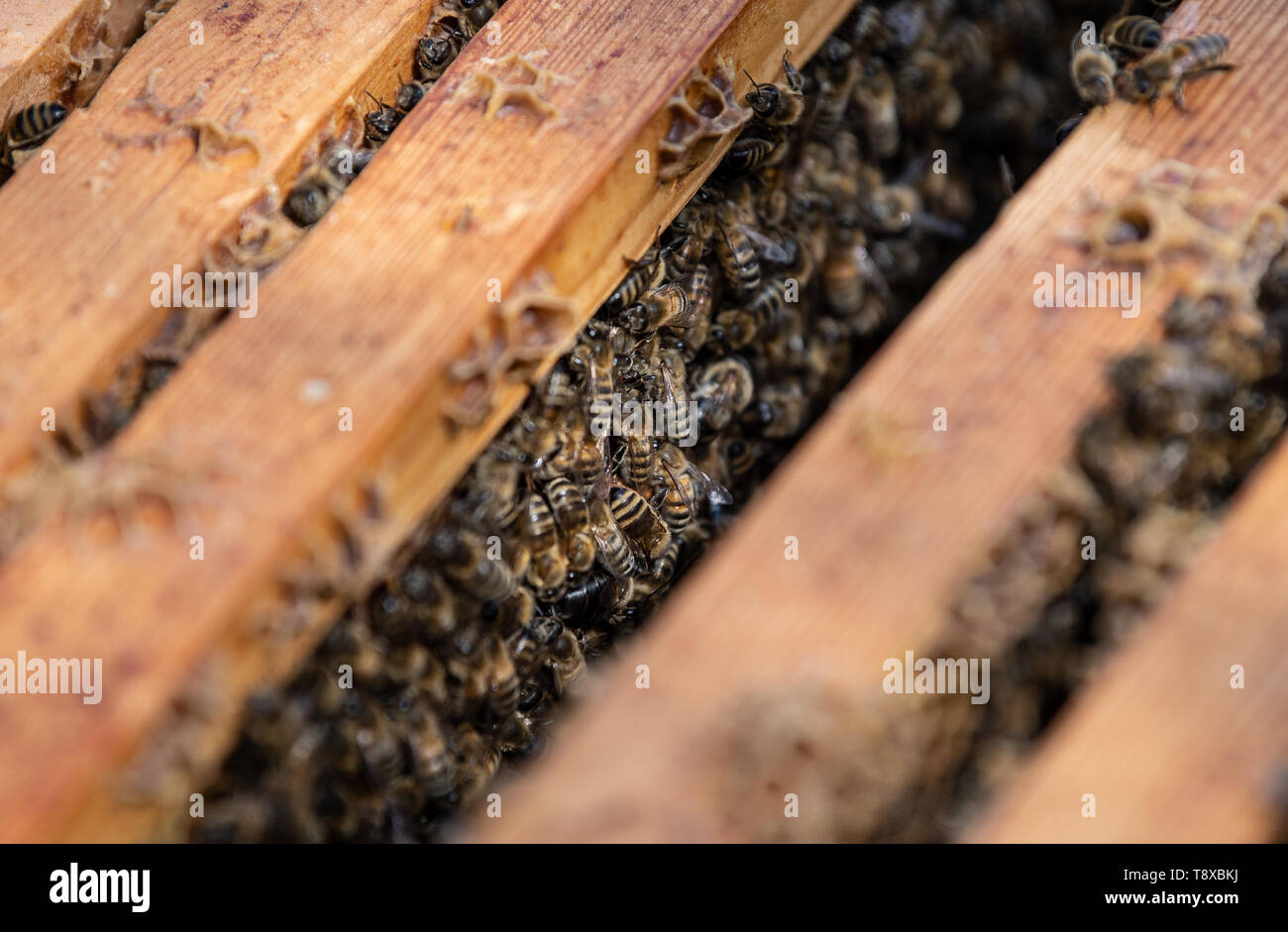 Stuttgart, Allemagne. 14 mai, 2019. Les abeilles de l'Ouest (Apis mellifera) se ruent sur un châssis d'abeilles dans une ruche. Credit : Fabian Sommer/dpa/Alamy Live News Banque D'Images