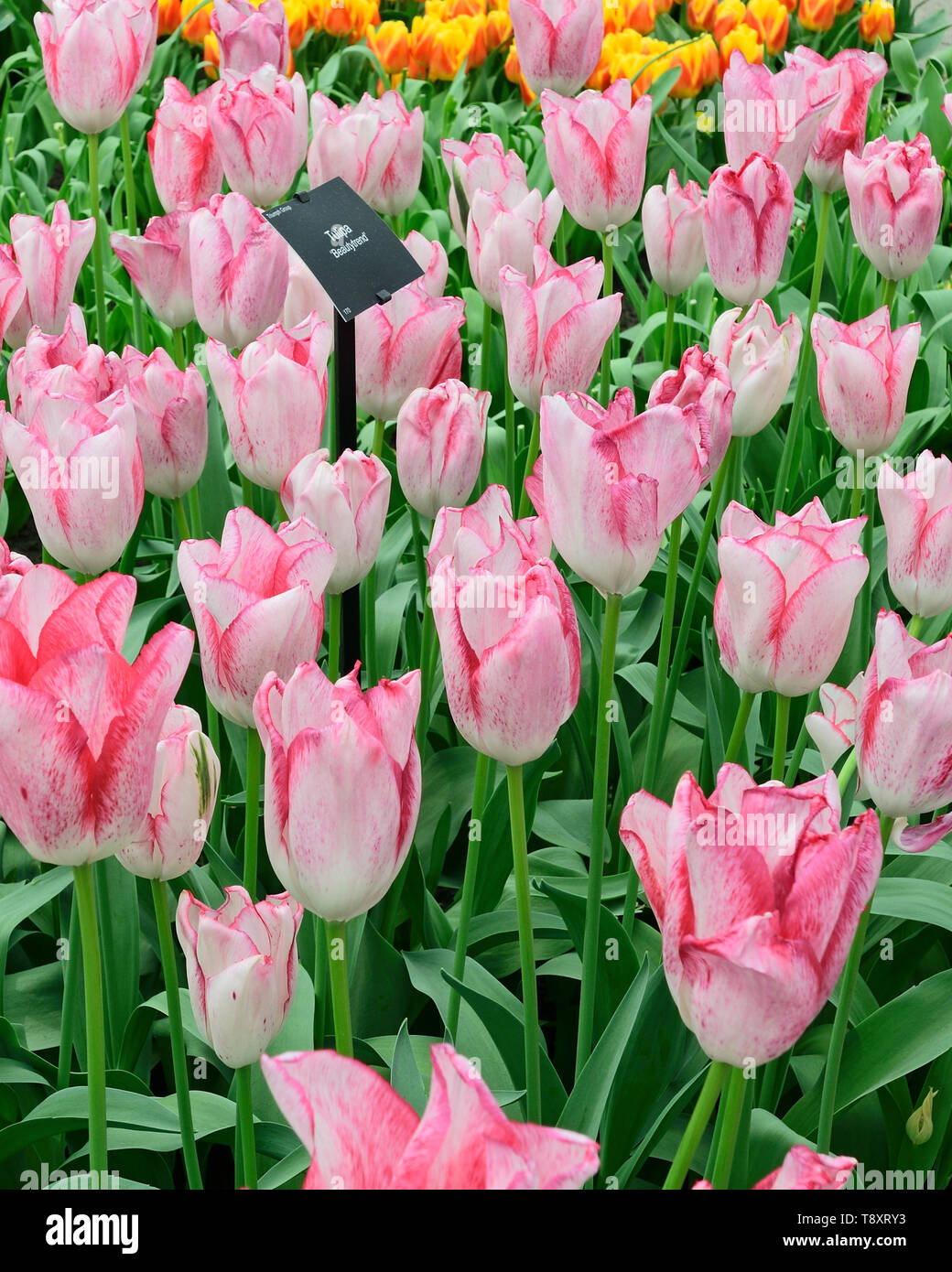Photographié dans le parc de Keukenhof show tulip avril 2019, densément planté tulip permet un affichage à deux couleurs vives Banque D'Images