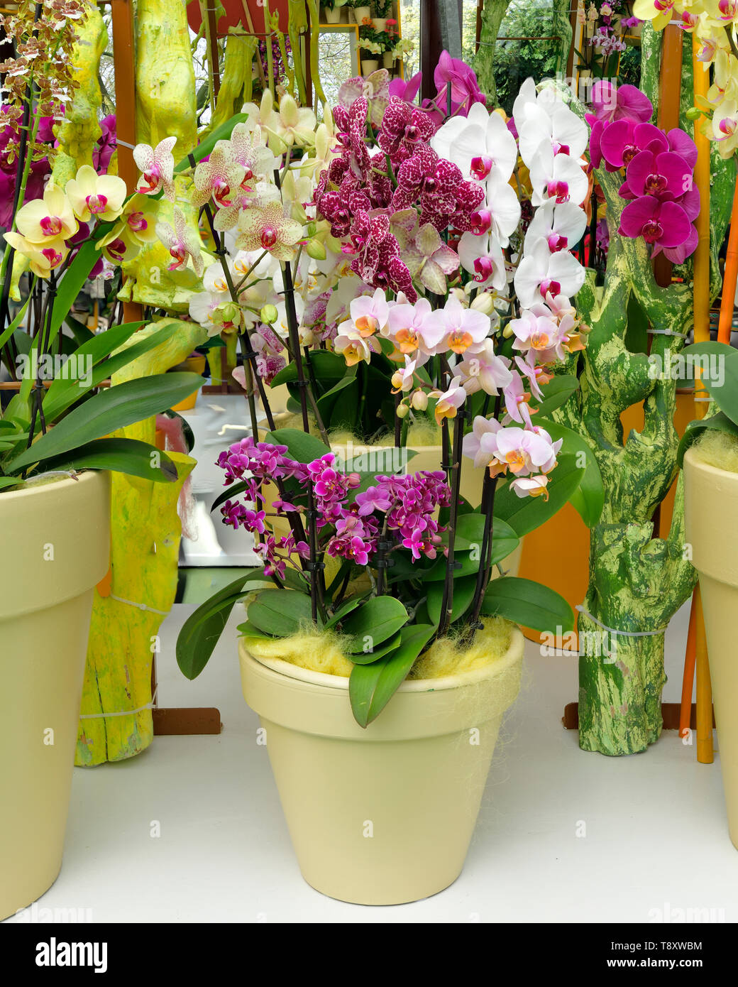 Photographié dans la plante orchidée afficher dans Kenkenhof Park Lisse Pays-Bas 2019 Banque D'Images